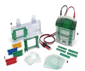 美國Bio-rad伯樂MiniPROTEAN 3 小型垂直電泳槽