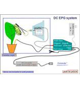 EPG昆蟲(chóng)刺探電位儀