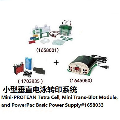 小型垂直電泳轉印系統