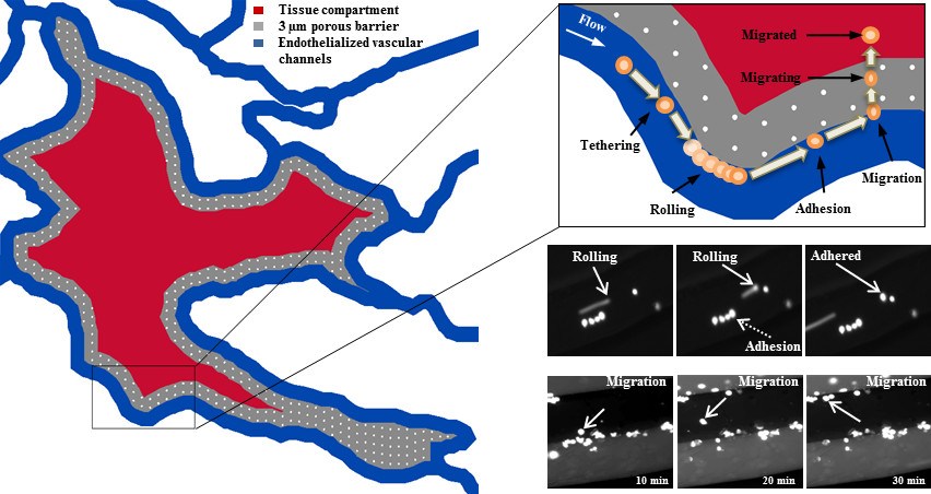 SynvivoSynRAM,炎癥組織芯片,3D Inflammation Model