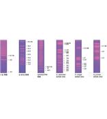 Bio-Rad脈沖場標準品和分子量標尺脈沖場電泳標準品